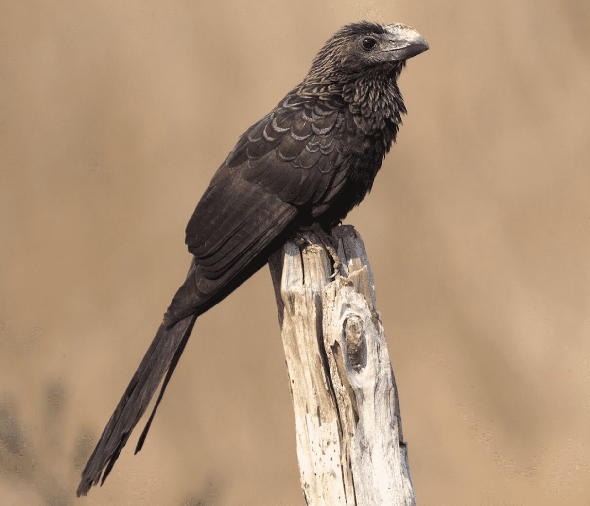 Porno yulduz Jenni Li